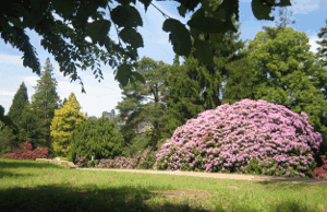 Rhododendronpark1